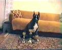 celle la c  roxanne